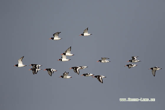 Austernfischer - Copyright Stefan Pfützke