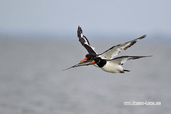 Austernfischer - Copyright Stefan Pfützke