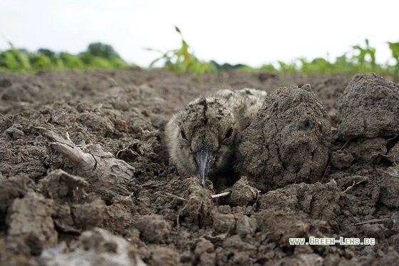 Austernfischer - Copyright Stefan Pfützke