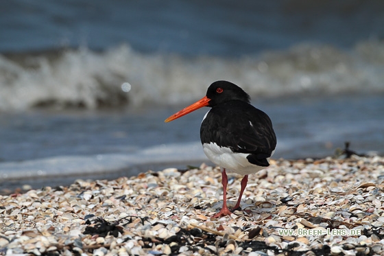 Austernfischer - Copyright Stefan Pfützke