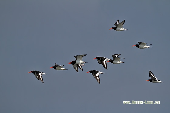 Austernfischer - Copyright Stefan Pfützke