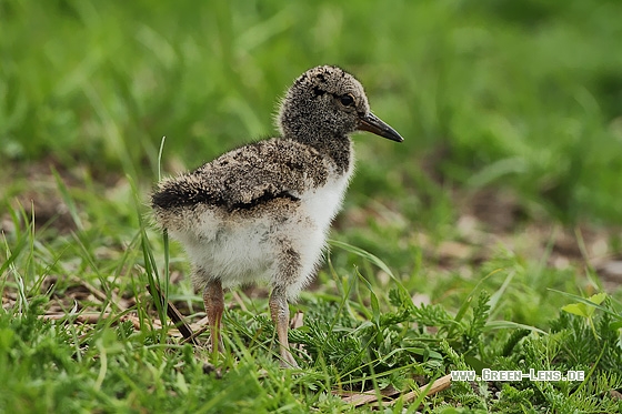 Austernfischer - Copyright Stefan Pfützke