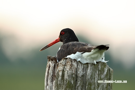 Austernfischer - Copyright Stefan Pfützke