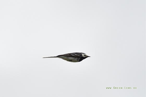 Bachstelze - Copyright 