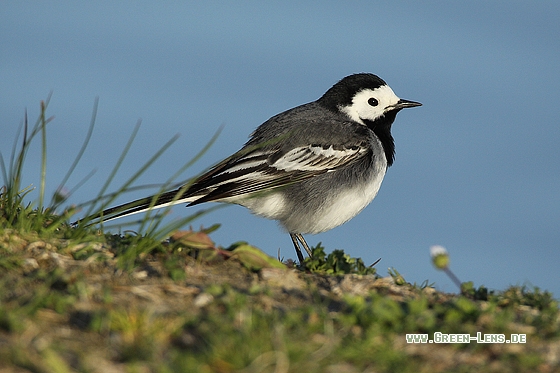 Bachstelze - Copyright Stefan Pfützke
