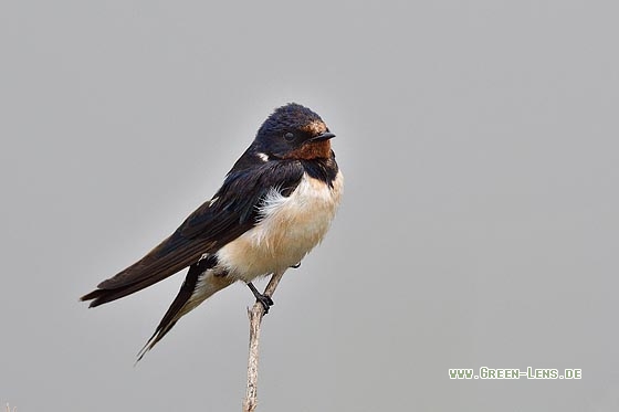 Rauchschwalbe - Copyright 