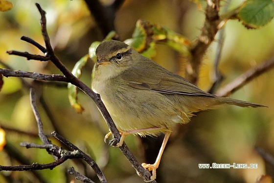 Bartlaubsänger - Copyright Stefan Pfützke