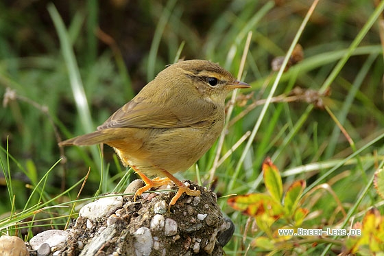 Bartlaubsänger - Copyright Stefan Pfützke