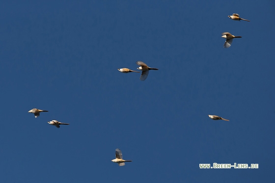 Bartmeise - Copyright Mathias Putze