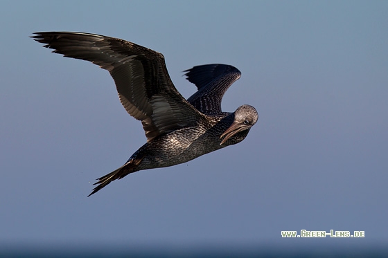 Basstölpel - Copyright Mathias Putze