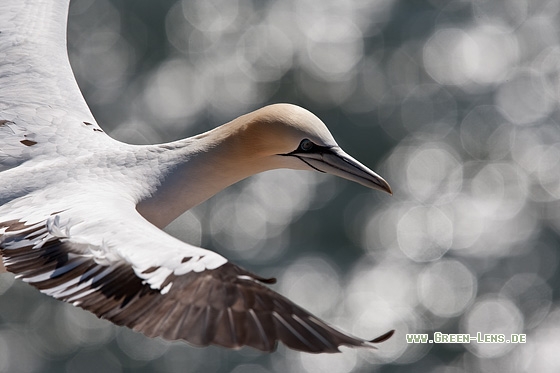 Basstölpel - Copyright Mathias Putze