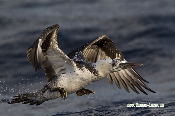 Basstölpel - Copyright Mathias Putze