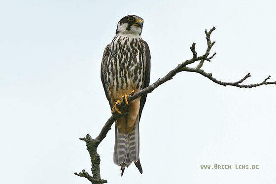 Baumfalke - Copyright Stefan Pfützke