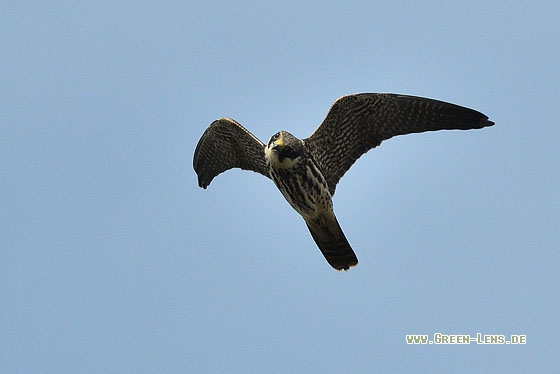Baumfalke - Copyright Stefan Pfützke