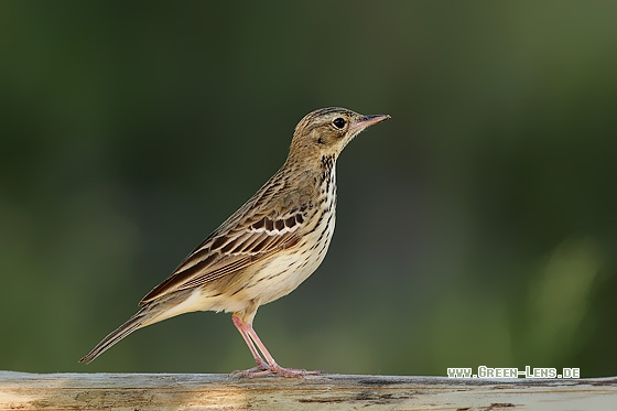 Baumpieper - Copyright Stefan Pfützke