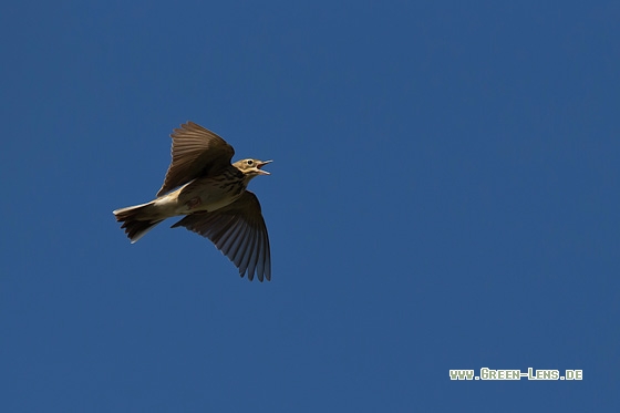 Baumpieper - Copyright Mathias Putze