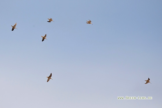 Bekassine - Copyright Mathias Putze