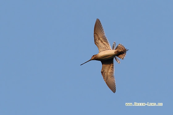 Bekassine - Copyright Stefan Pfützke