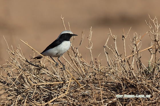 Berbersteinschmätzer - Copyright Mathias Putze