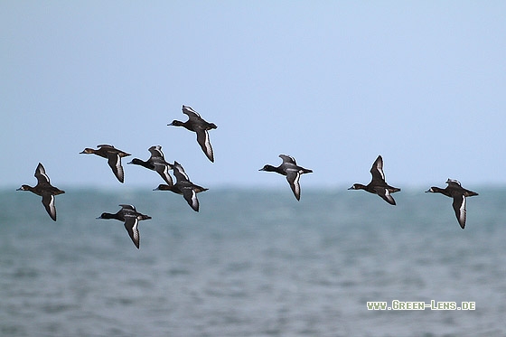 Bergente - Copyright Stefan Pfützke