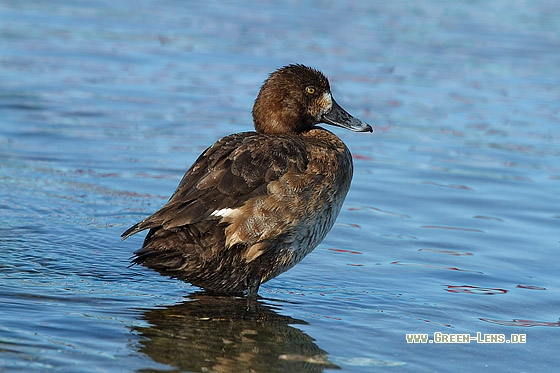 Bergente - Copyright Stefan Pfützke