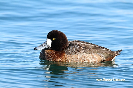 Bergente - Copyright Stefan Pfützke