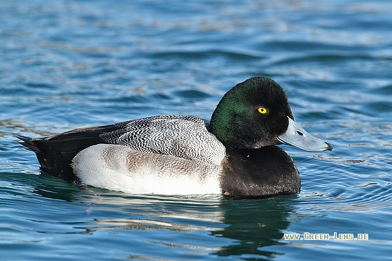 Bergente - Copyright Stefan Pfützke