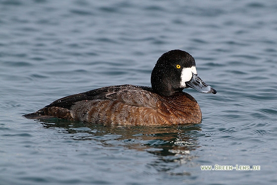 Bergente - Copyright Stefan Pfützke