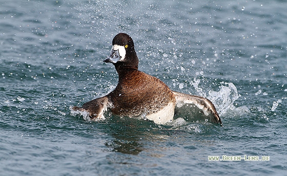 Bergente - Copyright Stefan Pfützke