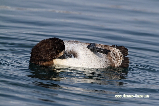 Bergente - Copyright Stefan Pfützke