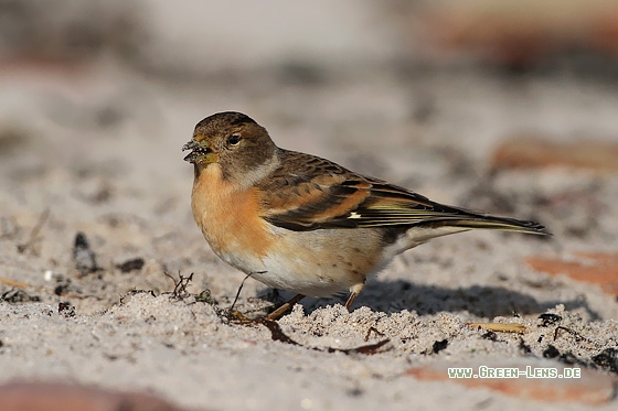 Bergfink - Copyright Stefan Pfützke
