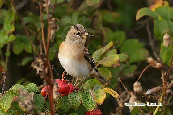 Bergfink - Copyright Stefan Pfützke