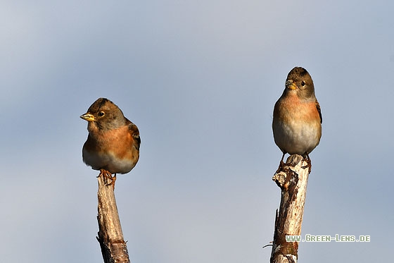 Bergfink - Copyright Stefan Pfützke