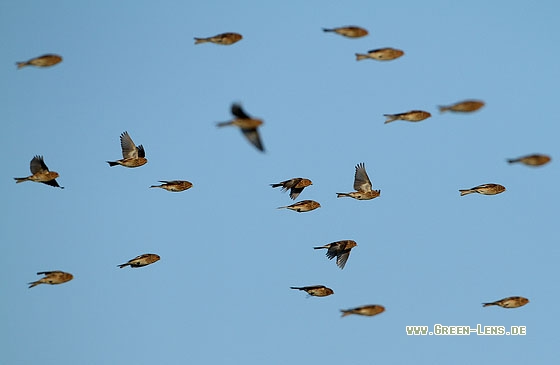 Berghänfling - Copyright Stefan Pfützke