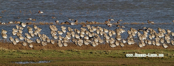 Großer Brachvogel - Copyright Stefan Pfützke