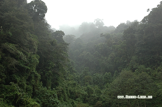 Bergnebelwald - Copyright Christian Gelpke