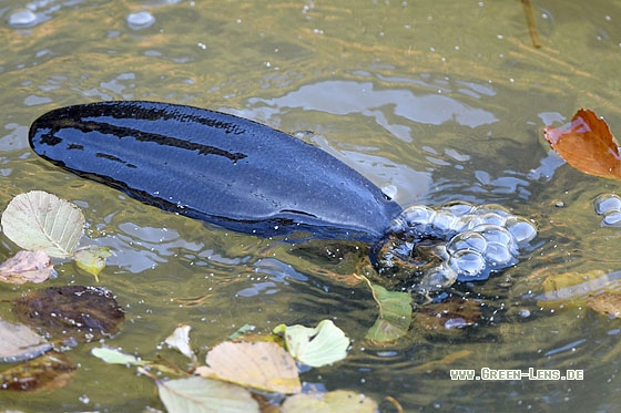 Biber - Copyright Stefan Pfützke