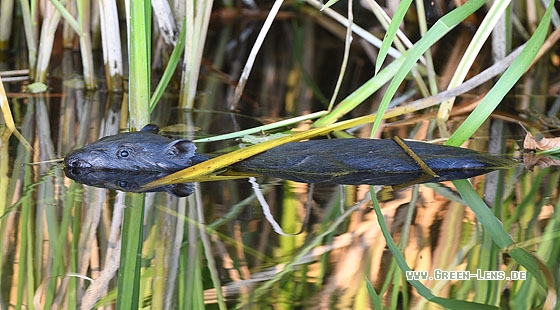 Biber - Copyright Stefan Pfützke