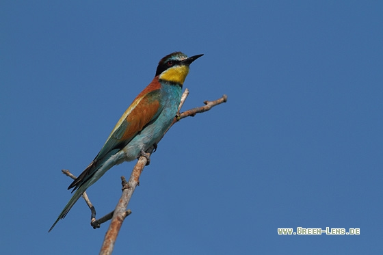 Bienenfresser - Copyright Stefan Pfützke