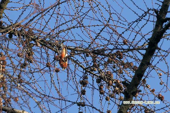 Bindenkreuzschnabel - Copyright Stefan Pfützke