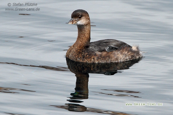 Bindentaucher - Copyright Stefan Pfützke