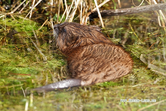 Bisamratte - Copyright Stefan Pfützke