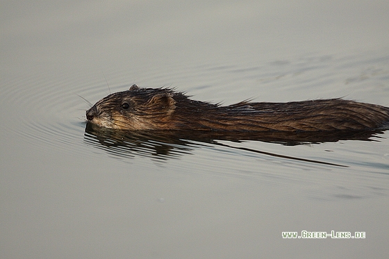 Bisamratte - Copyright Stefan Pfützke