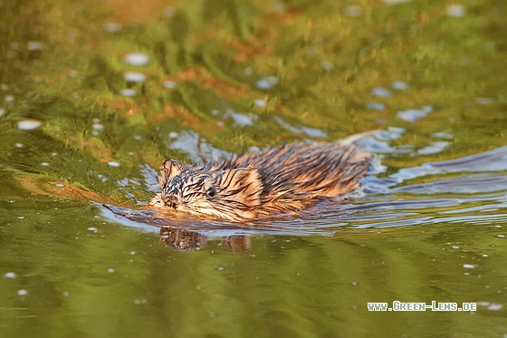 Bisamratte - Copyright Stefan Pfützke