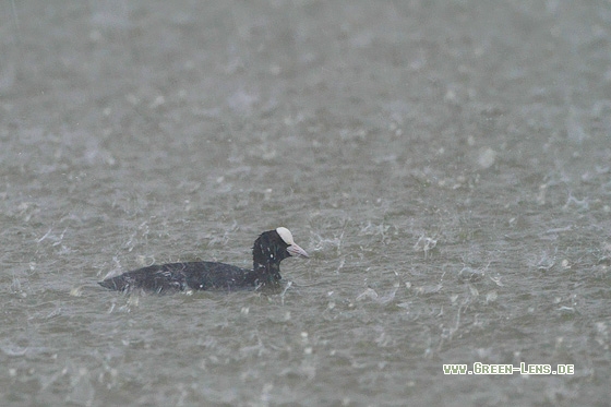 Blässhuhn - Copyright Stefan Pfützke