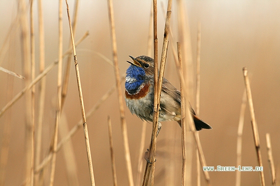 Blaukehlchen - Copyright Stefan Pfützke