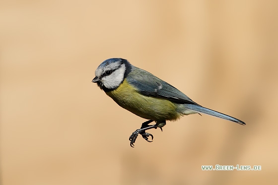 Blaumeise - Copyright Stefan Pfützke
