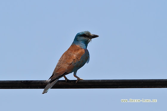 Blauracke - Copyright Stefan Pfützke