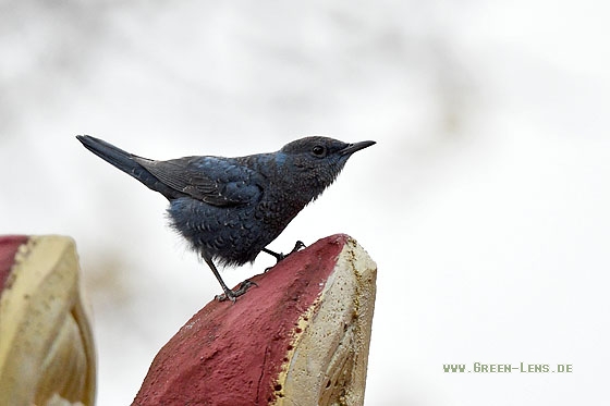 Blaumerle - Copyright Stefan Pfützke