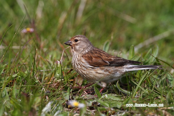 Bluthänfling - Copyright Stefan Pfützke